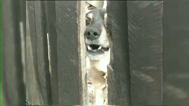 Copil de 6 ani, sfasiat de caini. Medicii legisti incearca sa afle daca animalele au stapan