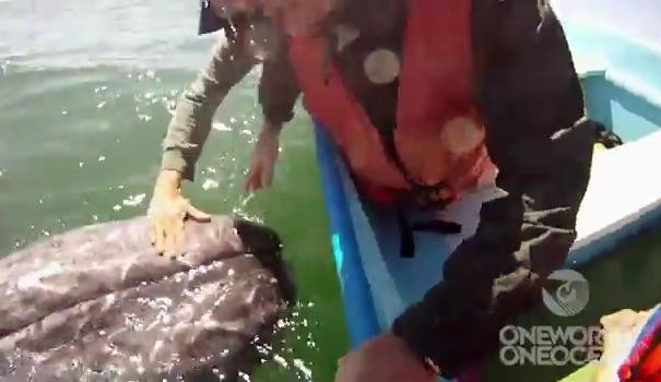 VIDEO. Imaginile care demonstreaza ca alte specii isi doresc sa comunice cu noi