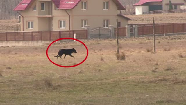 Copilul sfasiat de caini in Suceava, adus acasa pentru ultima oara. Un caine gresiv a fost impuscat