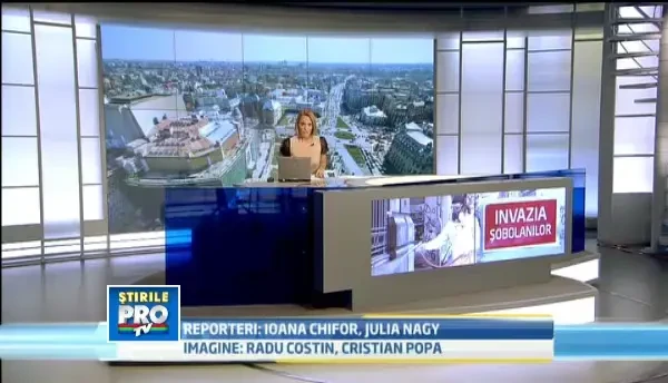 Bucuresti, capitala sobolanilor. Milioane de rozatoare colcaie prin subsolurile cladirilor