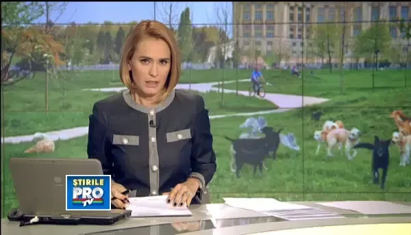 Maidanezii sunt o prolema rezolvata in Arad, Oradea si Brasov. Iata solutiile