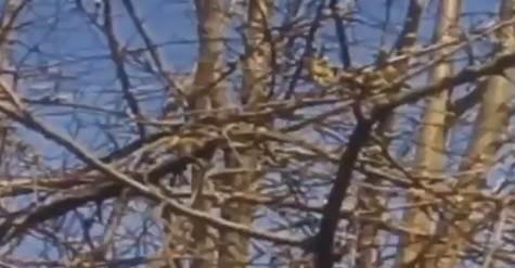 Aparitia care terorizeaza un oras din UK. "E a patra oara cand vine. Nimeni nu ne poate ajuta"