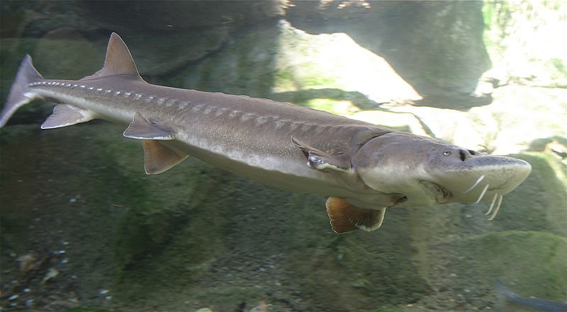 sturion