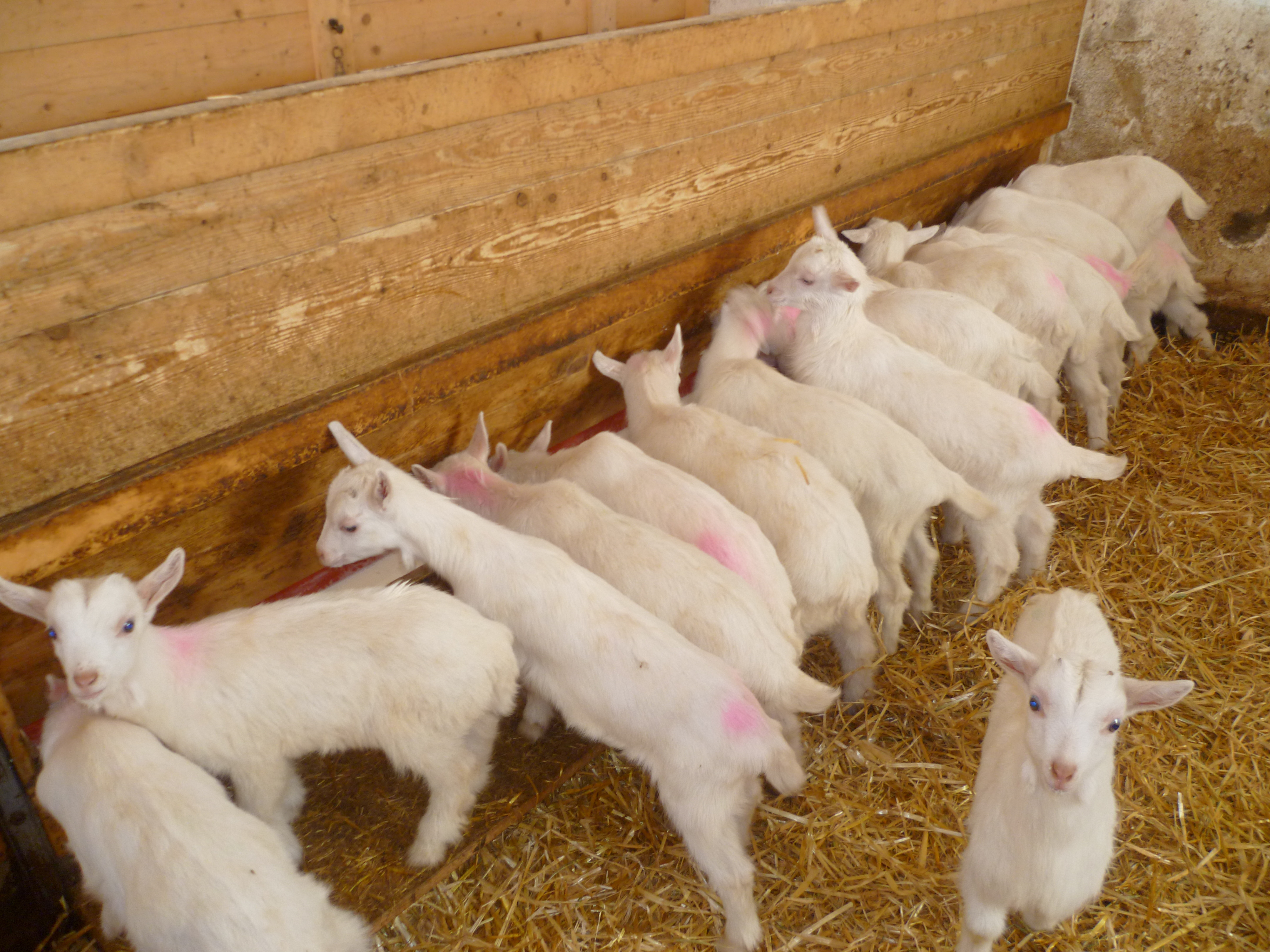 Iedul a devenit rivalul mielului de Paste. Cat castiga fermierii cu turme de capre