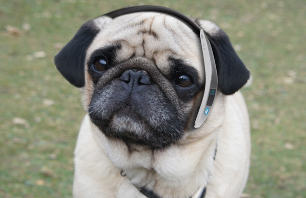 Telefonul mobil pentru catei