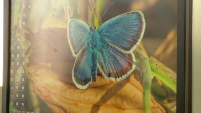 Fermierii romani, "prieteni" buni cu gastele cu gat rosu si fluturii Maculinea. Le aduc bani frumosi