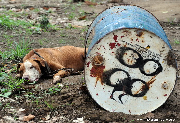 Fight Club canin. Tabara unde patrupedele se nasc sa moara. FOTO SOCANTE