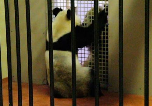 "Sex tape" in numele stiintei. "Sper sa ramana insarcinata"