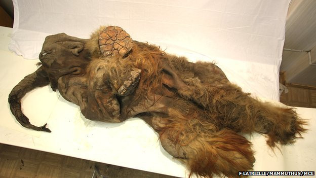 VIDEO. Un pui de mamut perfect conservat dezvaluie unul din secretele supravietuirii speciei umane