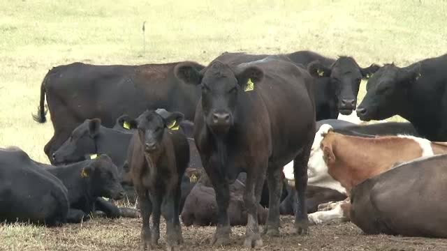 Sistemul de acordare a subventiilor europene pentru crescatorii de animale are lacune uriase