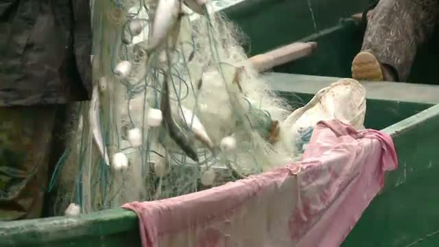 Poluarea si braconierii au secatuit marea de peste. Cum se dubleaza pretul pana la Bucuresti