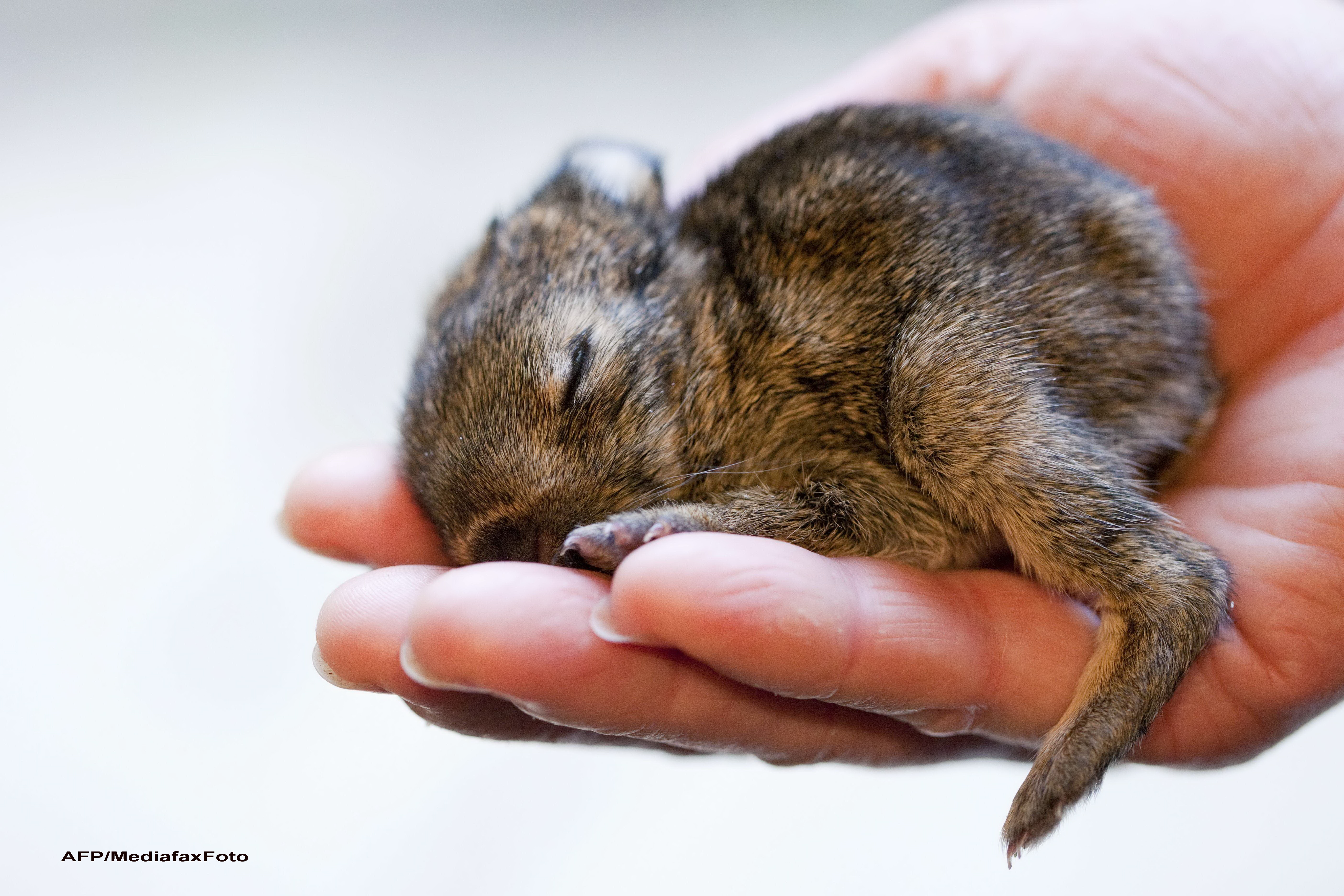 Cel mai frumos "iepuras de Paste". Cantareste doar 72 de grame si e in viata printr-un noroc chior