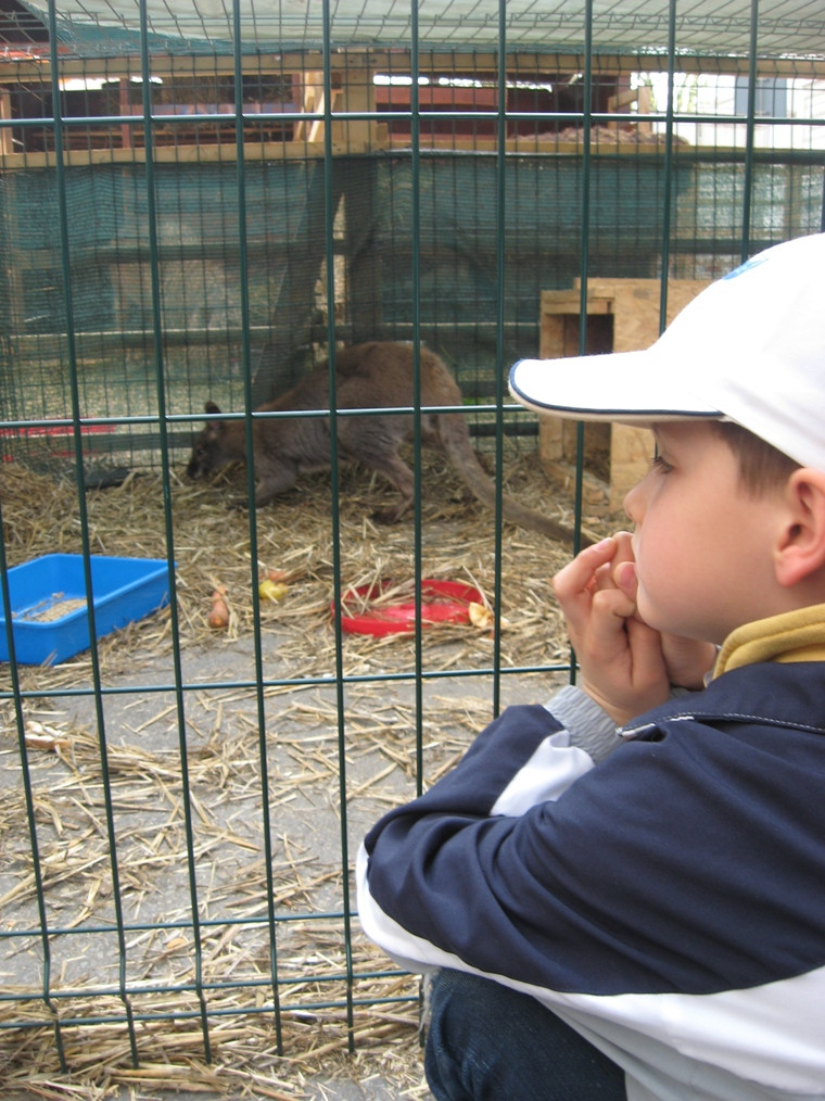 “Iepurasul” aradenilor a luat proportii. Cum au reactionat copiii