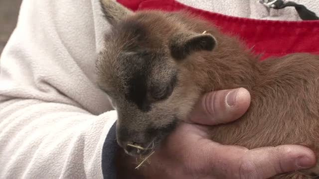 Concurenta in prag de Paste. Mielul de Camerun prinde avans spre farfuriile romanilor