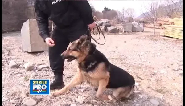 Politistii din Bistrita au reluat cautarile bebelusului aruncat in Somes