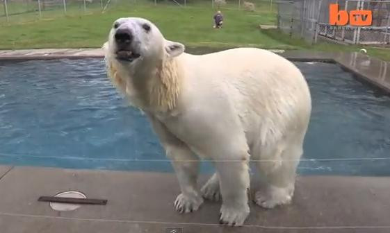 IMAGINILE ZILEI pe net vin din Canada. Acesta este mai frumos urs polar. VIDEO