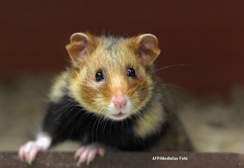 FOTO. Hamsterul care a INVIAT dupa ce a fost ingropat. Stapanii i-au schimbat numele in "Iisus"