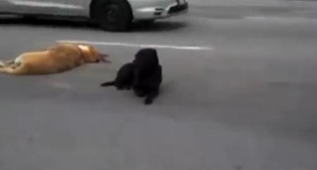 O scena care te va impresiona pana la lacrimi. A refuzat sa-si paraseasca prietenul lovit de masina