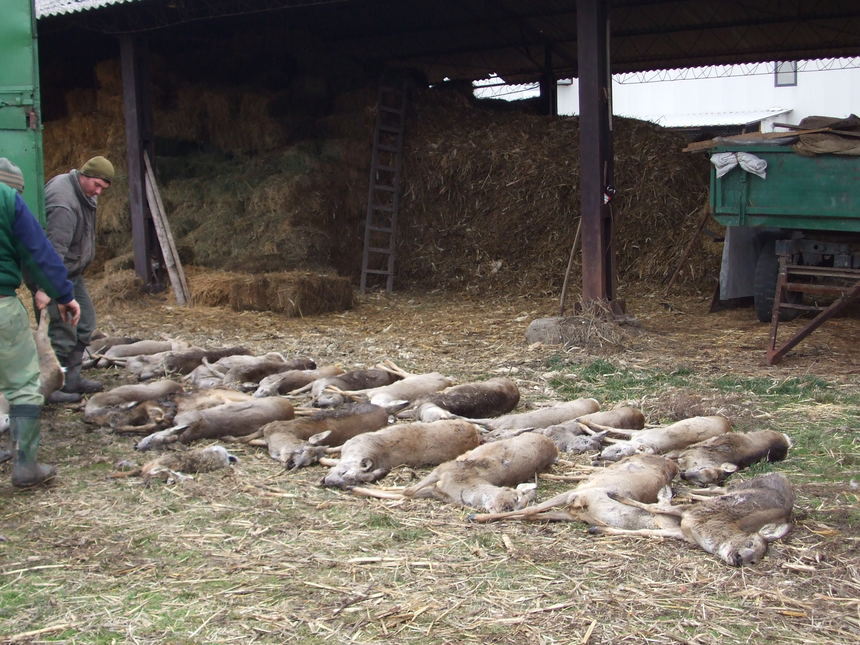Moartea caprioarelor, un caz fara raspunsuri dupa noua luni de cercetari. S-a cerut o noua expertiza