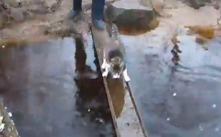 CLIPUL ZILEI pe internet. Pisica supraponderala, in lupta cu apa :)