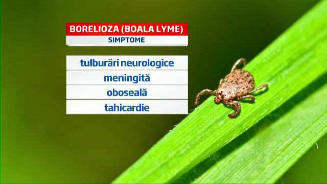 Rozatoarele si tantarii da, capusele nu. Cum au uitat autoritatile de un dusman extrem de periculos