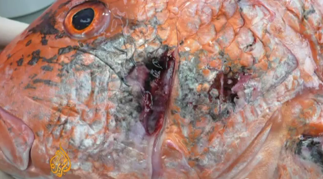 Monstrii marini mutanti.La doi ani dupa cea mai mare catastrofa ecologica au aparut si "rezultatele"