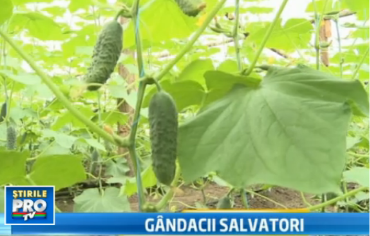 Insectele olandeze ajuta agricultura romaneasca eco. Solutia inedita pentru a scapa de insecticide