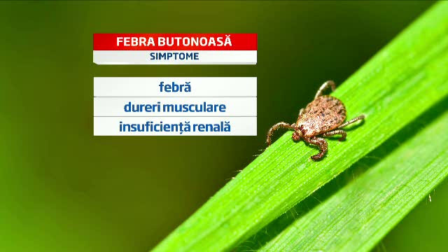 Dupa ce Bucurestiul s-a umplut de capuse, autoritatile au inceput dezinsectia