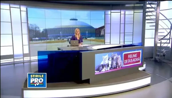 Expozitie de pisici la Romexpo. 250 de exemplare concureaza pentru titlul de cea mai frumoasa felina