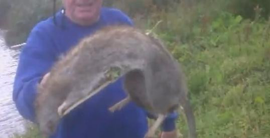 "Monstru" gigant, omorat in Anglia. "Nu am vazut niciodata asa ceva". VIDEO