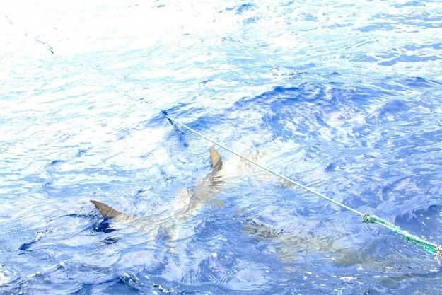 O zi perfecta cu Rihanna - 6