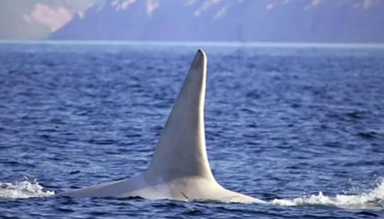 Imaginile pe care le vezi o data in viata. Cercetatori: "E prima data cand o filmam"