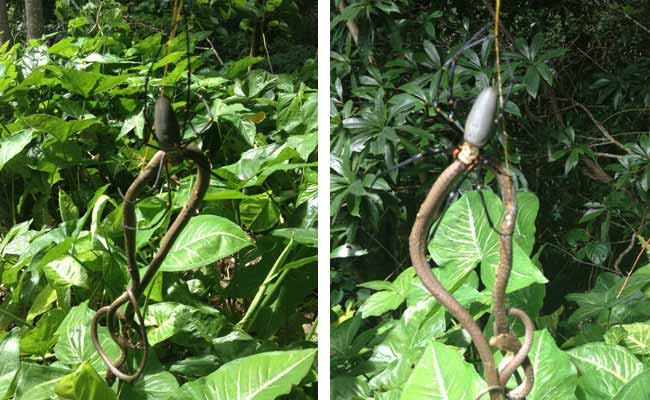 VIDEO. Cel mai mare COSMAR. Paianjenul care mananca un SARPE lung de o jumatate de metru