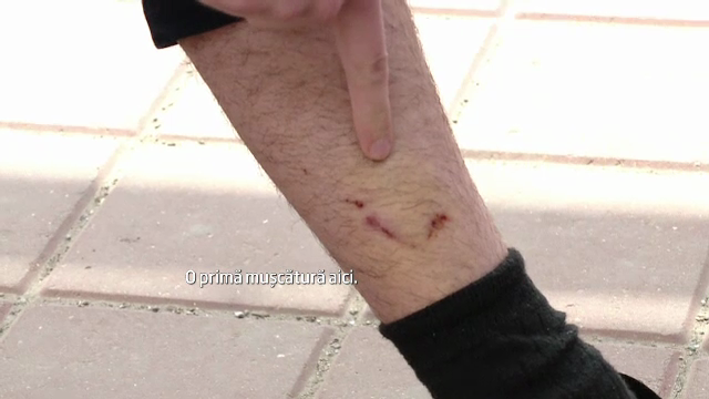 Rezultatul dezastrului de la Institutul Cantacuzino. Romanii se roaga sa-i muste doar caini sanatosi