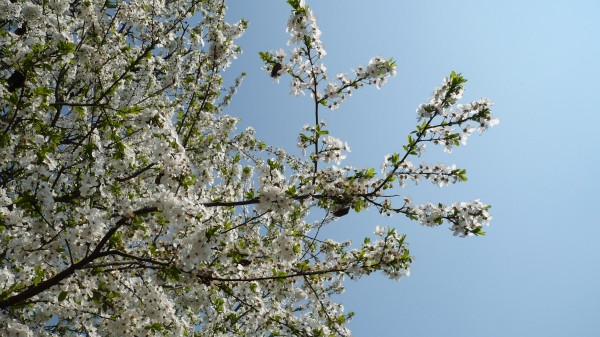 Livezile sunt in pericol, dar batranii sunt bucurosi. Cum afecteaza invazia carabusilor agricultura