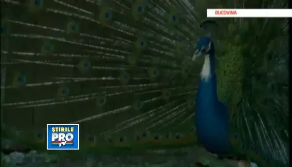 Romania, te iubesc:marii creatori de moda ai lumii s-ar putea inspira din costumele noastre populare