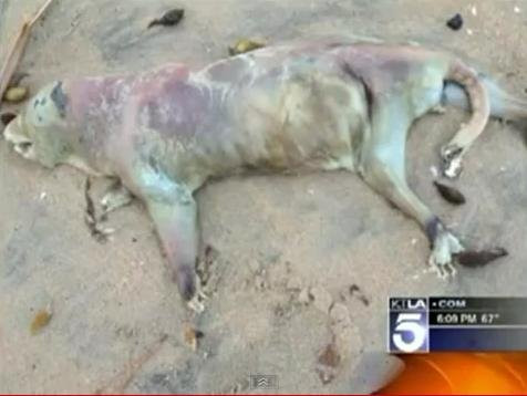 Creatura ciudata, gasita pe plaja. Locuitorii din California sunt ingroziti de ceea ce au vazut