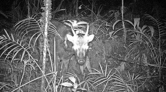 Descoperire remarcabila. Doua mamifere extrem de rare au fost fotografiate pentru prima data. FOTO