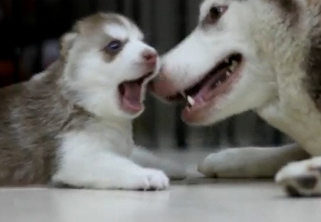 CLIPUL zilei pe internet. Imagini la care nu ai cum sa ramai indiferent. Mama husky cu puiul ei