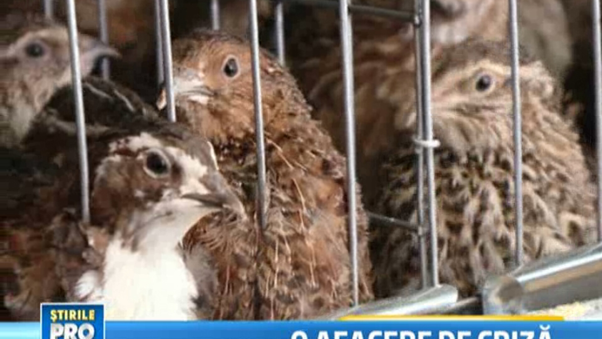 Cea mai buna afacere pe timp de criza isi "cloceste" singura banii: incubatorul de PREPELITE