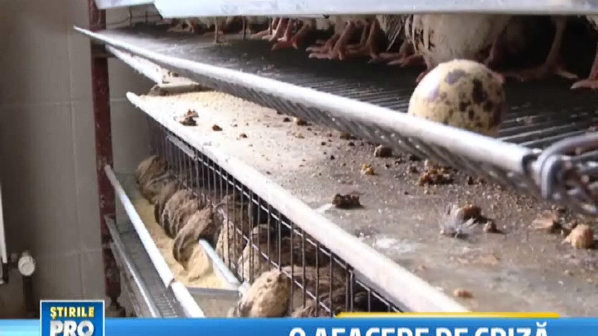 Incubator de prepelite