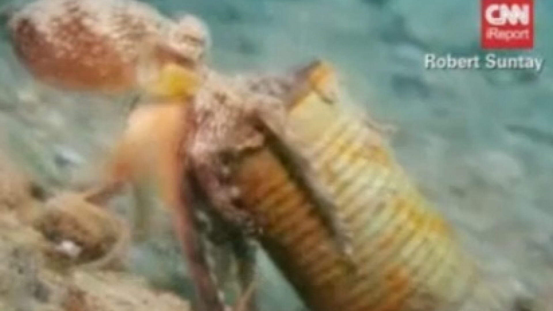 Imagini uimitoare cu caracatita ce se crede melc. Ce are pe post de cochilie