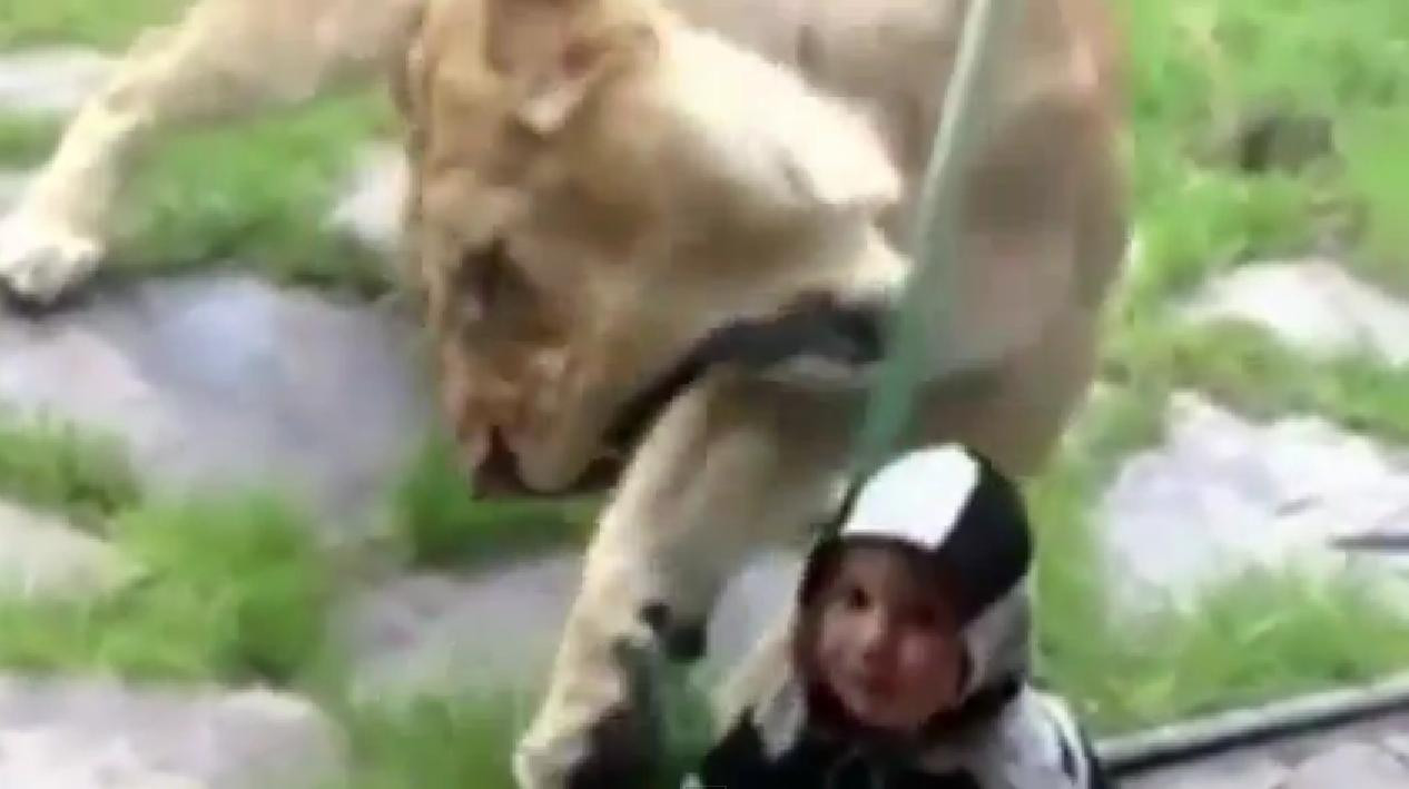 Viralul zilei pe internet. Un baietel sta nepasator in timp ce o leoaica incearca sa-l inhate. VIDEO