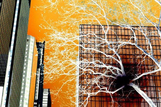 Negative New York City