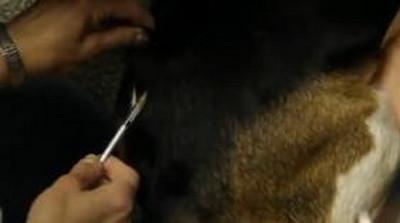 Imaginile care au impresionat toata America. "Numai niste monstri puteau sa faca asa ceva"