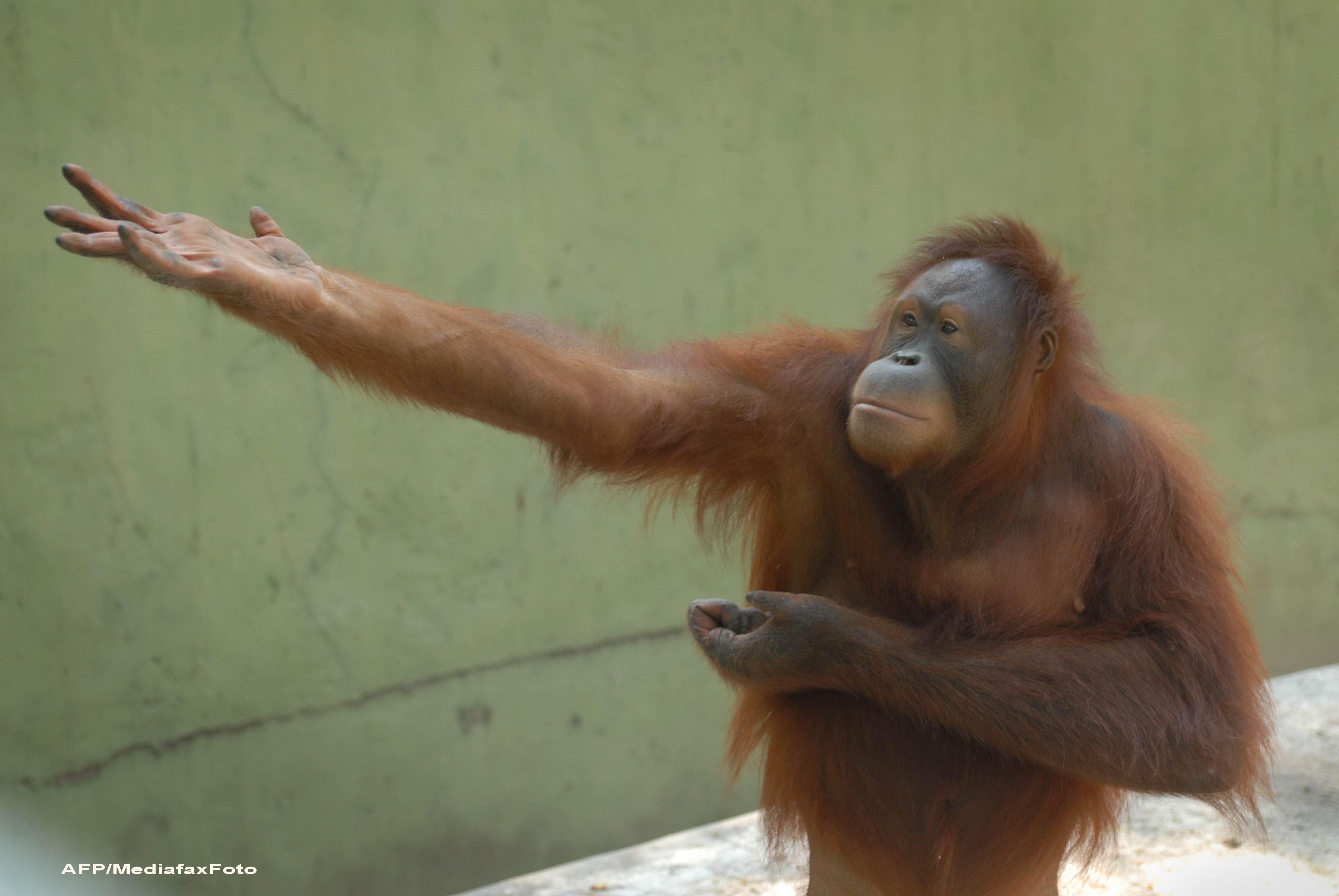 VIDEO. Ingrijitorii gradinilor zoologice din SUA vorbesc cu urangutanii prin iPad
