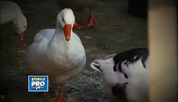 Dupa 20 de ani: Cum dam agricultura pe brazda - duminica, ora 10:00, la ProTV si pe voyo.ro