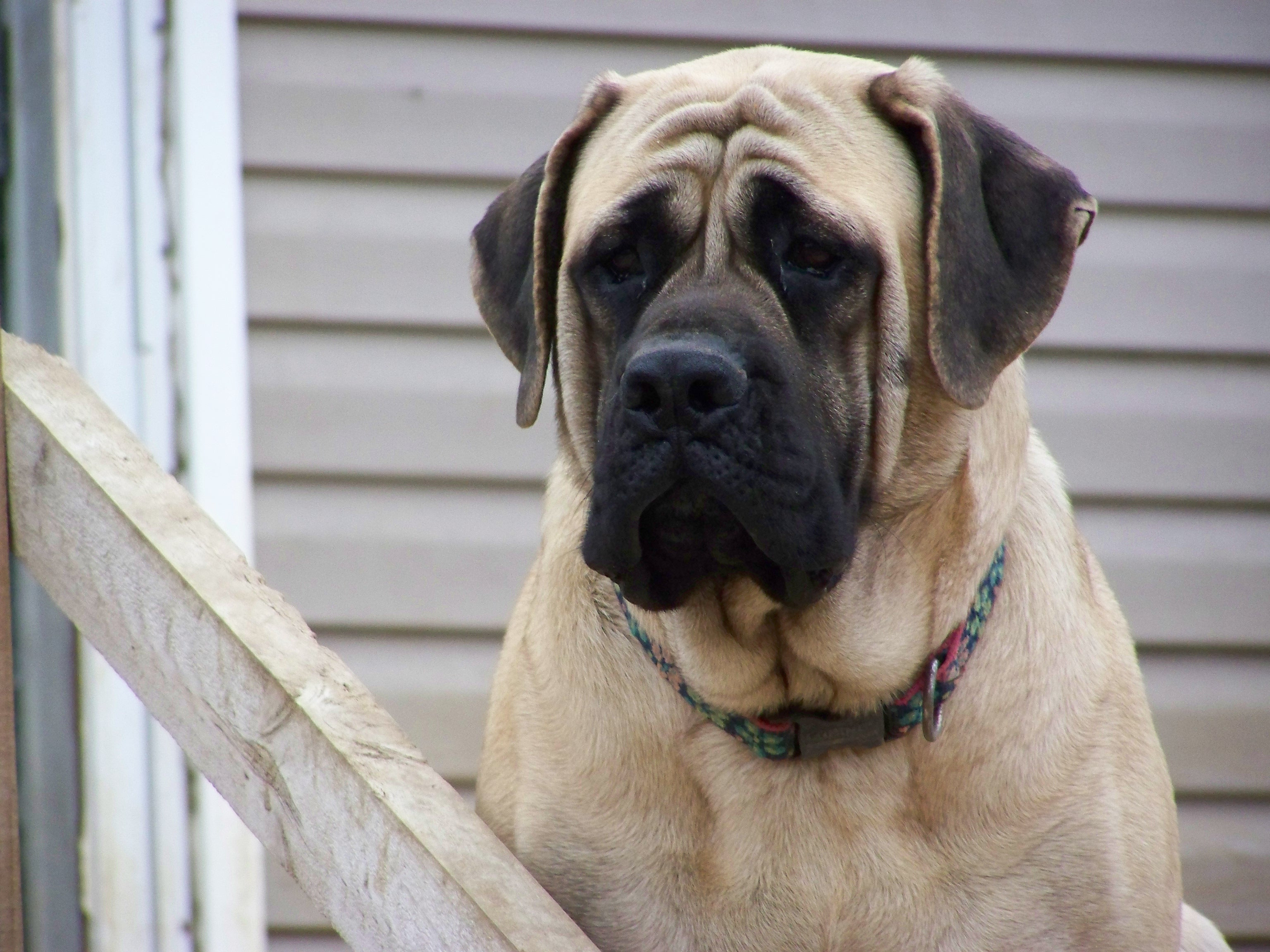 Mastiff
