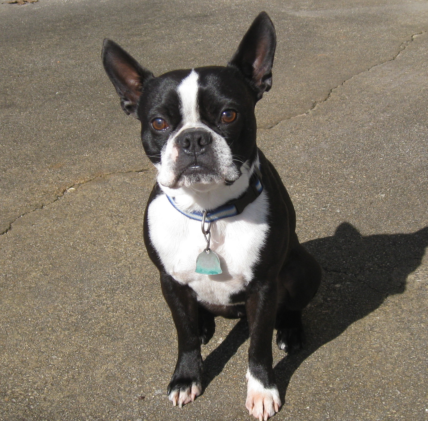 Boston terrier