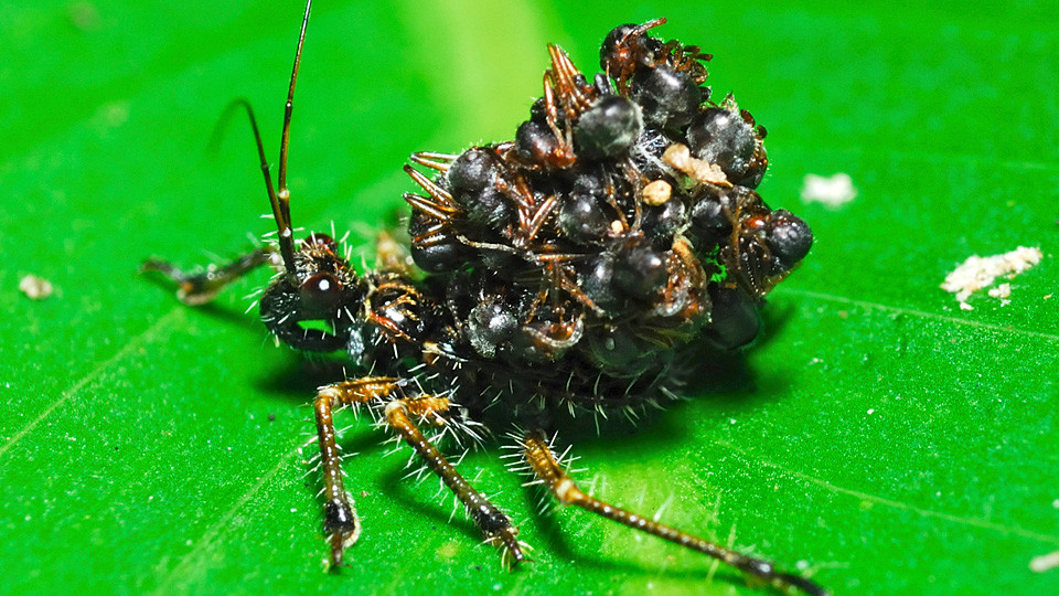 Gandacul asasin - Predator pe Pamant. Isi face armura din corpurile victimelor